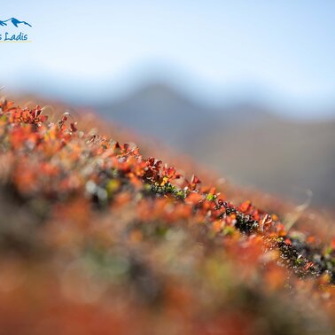 Herbst in Serfaus-Fiss-Ladis | © Serfaus-Fiss-Ladis Marketing GmbH