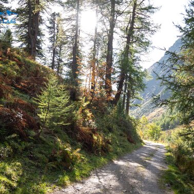 Herbststimmung im Wald | © Serfaus-Fiss-Ladis Marketing GmbH