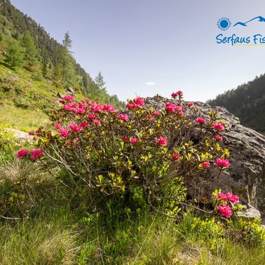 hiking holiday in Serfaus-Fiss-Ladis in Tyrol | © Serfaus-Fiss-Ladis Marketing GmbH | Andreas Kirschner