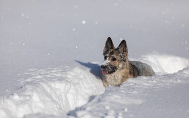 Urlaub mit Hund in Serfaus-Fiss-Ladis in Tirol | © Andreas Kirschner