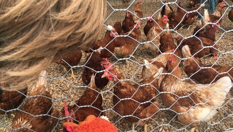 Die Hühner am Fisser Bauernhof wurden vom Kinderclub besucht | © Serfaus-Fiss-Ladis