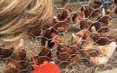 Die Hühner am Fisser Bauernhof wurden vom Kinderclub besucht | © Serfaus-Fiss-Ladis